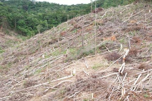 Gia Lai: Khẩn trương điều tra, xử lý nghiêm vụ phá rừng ở Kông Chro
