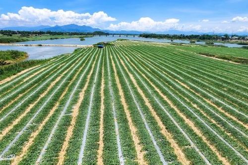 'Ăn ngủ cùng dưa' giữa dòng Trà Khúc