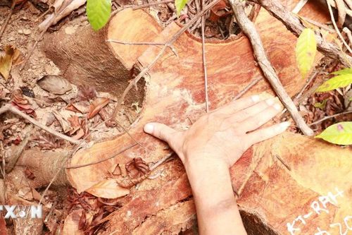 Vụ phá rừng ở Đakrông: Khẩn trương điều tra, xác minh đối tượng vi phạm