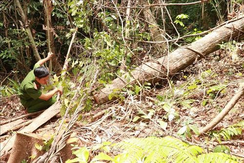 Khẩn trương điều tra đối tượng đốn hạ nhiều cây rừng tự nhiên ở Đakrông