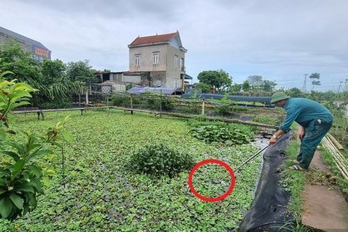 Anh nông dân bỏ việc lương gần 20 triệu đồng về nuôi con 'hiền như cục đất' kiếm 400 triệu đồng rất nhẹ nhàng