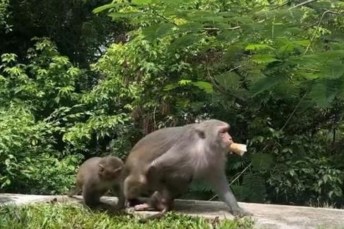 Đàn khỉ gây rối du khách ở bán đảo Sơn Trà: Bắt nguồn từ thiện ý