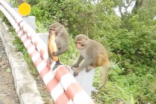 Xử lý tình trạng khỉ cướp giật, tấn công du khách ở bán đảo Sơn Trà thế nào?