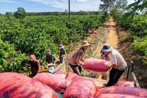 Cà phê Việt Nam: Giải pháp vượt qua 'hàng rào' EUDR