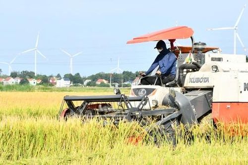 Lúa được mùa được giá nông dân phấn khởi vì có nơi thu lãi 35 triệu/ha