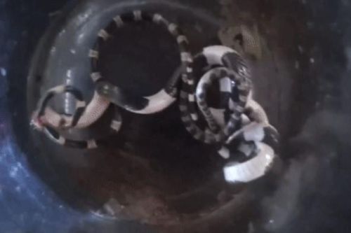 Clip: Cuộc đấu sinh tử giữa hai kẻ săn mồi rắn cạp nia và kẻ giả mạo