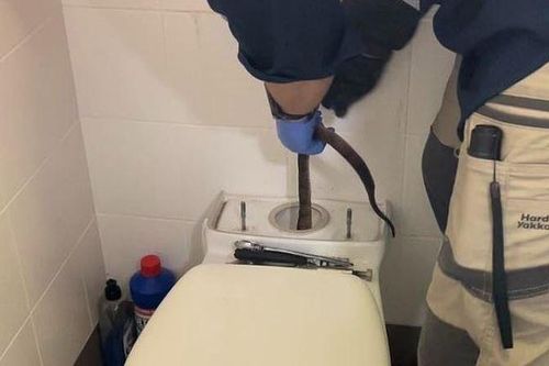 Bồn cầu tắc 2 tuần, chủ nhà kiểm tra liền kinh hãi phát hiện loài vật nguy hiểm này đăng nằm bên trong