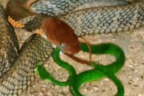 Clip: Rắn lục đuôi đỏ điên cuồng tiêm nọc độc vào hổ mang chúa, kỳ tích đã xảy ra