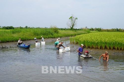 Kết hợp sản xuất sinh thái làm nông nghiệp sạch