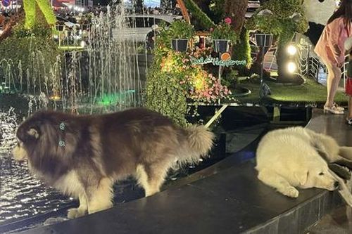 Phẫn nộ việc chủ hai chú chó bị đánh đập ở Đà Lạt ra giá 75 triệu đồng/bé cho ai muốn chuộc