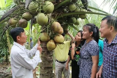 Kim ngạch xuất khẩu dừa tươi của Việt Nam có thể vượt mốc 1 tỷ USD