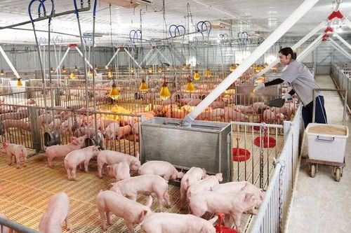 Một công ty chăn nuôi lãi 655 tỷ nửa đầu năm