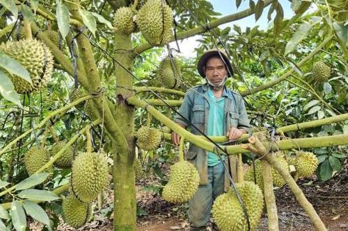 Thu lợi kép từ mô hình xen canh