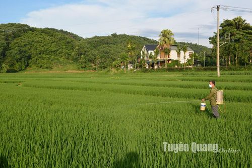 Từ 28-8 đến 12-9, các địa phương đồng loạt phòng, trừ sâu, bệnh hại lúa mùa