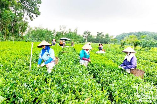 Phổ Yên hướng đến nền nông nghiệp hiện đại