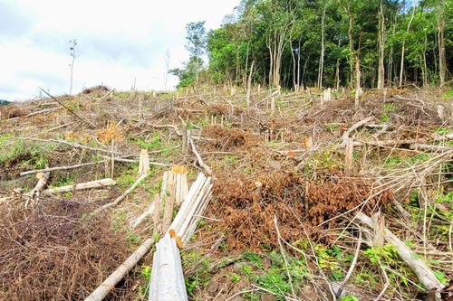 Hàng nghìn hecta rừng bị mất, UBND tỉnh Gia Lai chỉ đạo điều tra