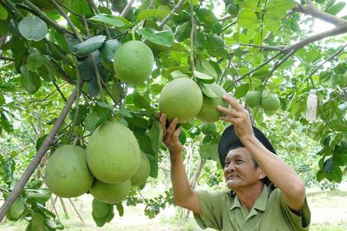 Triển vọng xuất khẩu bưởi