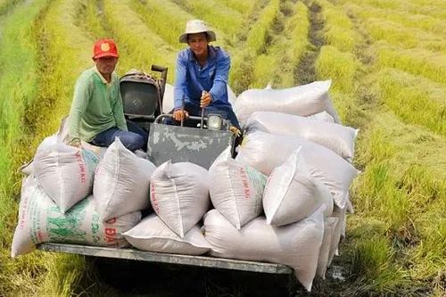 Dấu hiệu tích cực cho giá gạo xuất khẩu