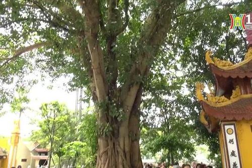 Cây bồ đề ở chùa Trấn Quốc