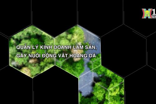 Quản lý kinh doanh lâm sản, gây nuôi động vật hoang dã| Tạp chí Kiểm lâm | 24/08/2024