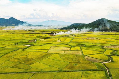 'Bay' giữa 'biển vàng' lúa chín ở Hà Tĩnh