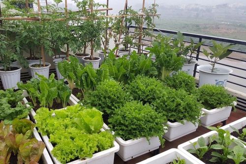 Những loại rau phù hợp trồng trong thùng xốp