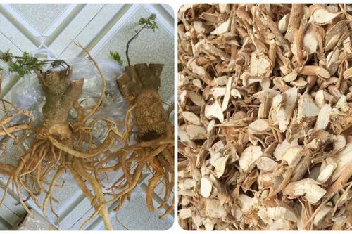 Một số bài thuốc chữa bệnh từ rễ cây đinh lăng