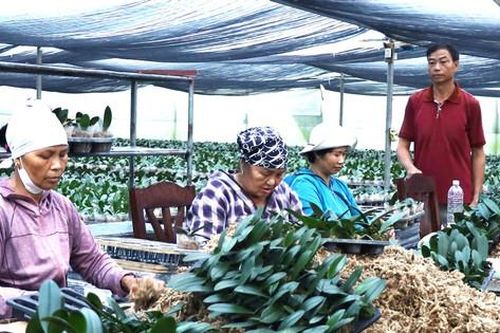 Chương Mỹ nâng chất sản phẩm OCOP từ lợi thế