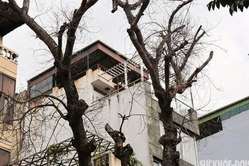 Hà Nội: Cây nghiêng ngả, chết khô trên nhiều tuyến phố