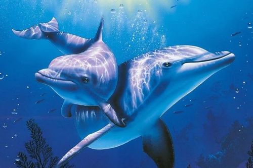 Khám phá những điều bí ẩn về loài cá heo