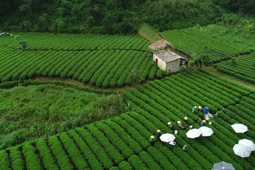 Từ nguyên liệu vùng 'Đệ nhất danh trà' đến Trà Xanh Không Độ