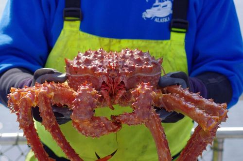 Lý do hàng tỷ con cua biến mất quanh vùng Alaska