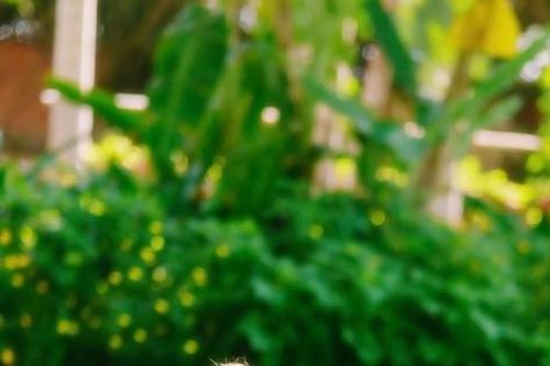 Xây dựng phương pháp học tập hiệu quả, chinh phục môn Ngữ văn kỳ thi tốt nghiệp THPT 2025