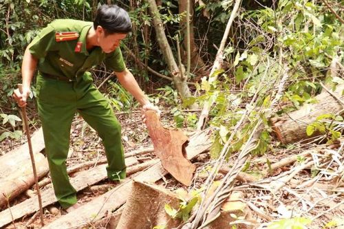 Vụ hàng loạt cây gỗ rừng phòng hộ ở Quảng Trị bị đốn hạ: Hai nghi phạm khai dùng cưa máy cắt cây