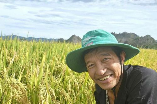 Nông dân Quảng Bình phấn khởi vì lúa bội thu lại được giá