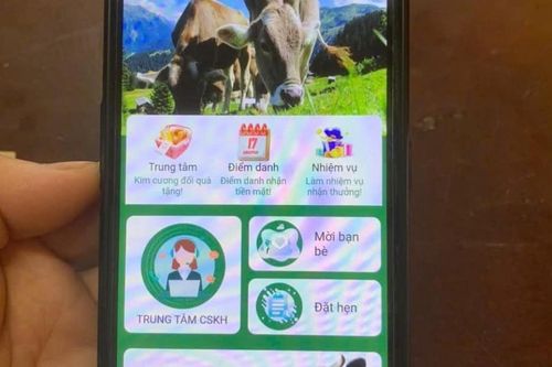 Nuôi bò Online một phụ nữ suýt mất 300 triệu đồng