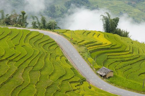 Cung đường ở Lào Cai mùa lúa chín gây sốt, khách ngỡ 'chốn bồng lai'