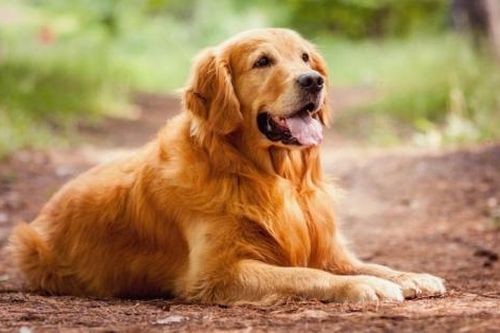 Ngày Quốc tế chó là ngày nào?