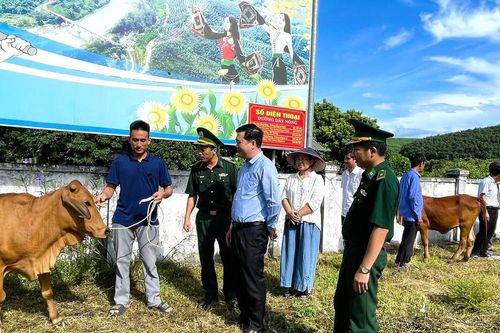 Trao 7 con bò giống cho các hộ nghèo ở khu vực biên giới Cao Vều