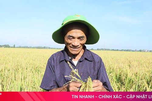 Lúa hữu cơ cho hiệu quả tốt trên đất Can Lộc