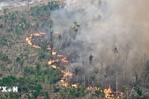 Brazil: Hơn 2.300 đám cháy rừng bùng phát, thiệt hại 182 triệu USD trong 3 ngày