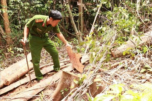 Vụ đốn hạ rừng ở Đakrông: Tiếp tục xác minh đối tượng có liên quan