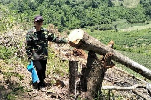 Gia Lai: Thông tin mới vụ phá rừng tại huyện Kông Chro