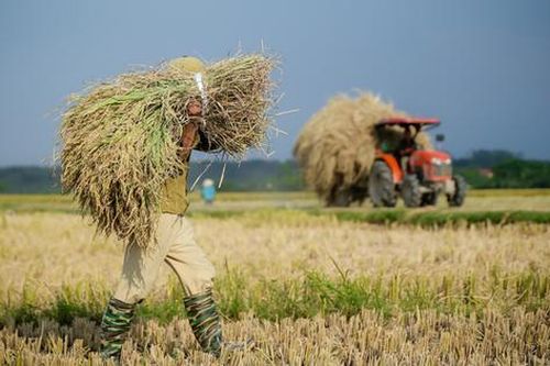 Giá nông sản 27/8: Lúa gạo đồng loạt tăng, hồ tiêu khan hàng giá cao