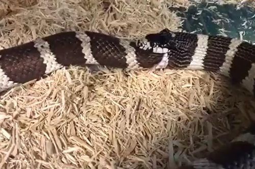 Clip: Kinh hãi trước cảnh rắn vua tự nuốt chính mình vì quá đói