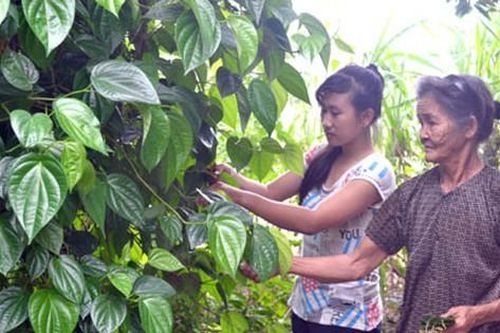 Giàn trầu nhà ngoại