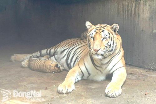 2 hổ mẹ Bengal quý hiếm sinh 5 con tại Khu du lịch Vườn Xoài ở Đồng Nai