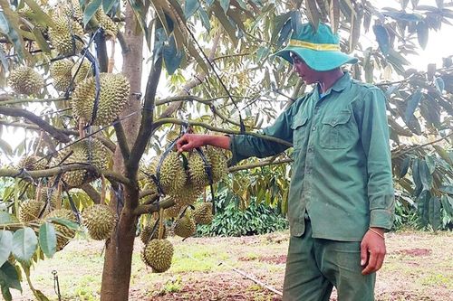 Chuyển đổi cây trồng để nâng cao hiệu quả kinh tế ở Gia Lai