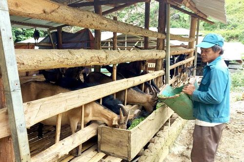 Phát triển gia súc theo hướng bền vững