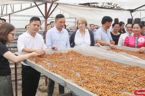 Thúc đẩy 'chuyển đổi xanh' trong sản xuất cà phê